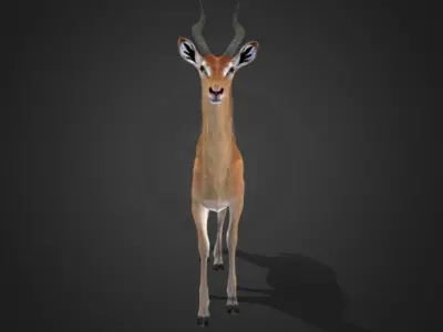 Gerenuk - Giraffe  Antelope  Realistic 3D model