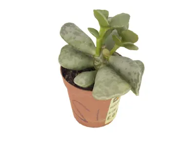 Succulent 01 Free 3D model