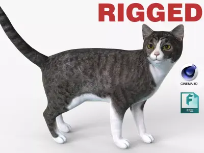 Grey Cat Rigged for Cinema 4D FBX 3D Model Low-poly 3D model