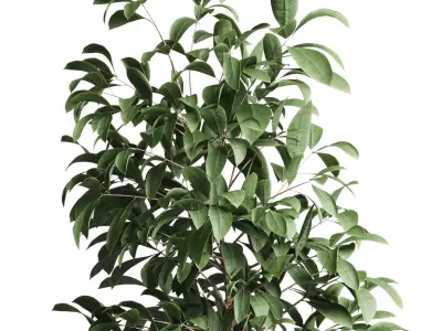 indoor plant of earthenware concrete vases 210 3D model