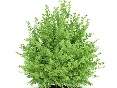 Large Boxwood Plant Buxus sempervirens 3D model