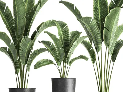 Banana palm in a pot for the interior 846 3D model