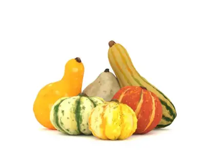 Gourds for Fall Decor 3D model