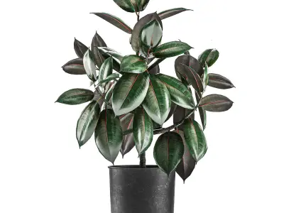 Ficus trees in a pot for the interior 848 3D model