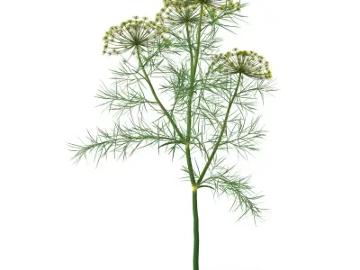 Dill Plant 3D model