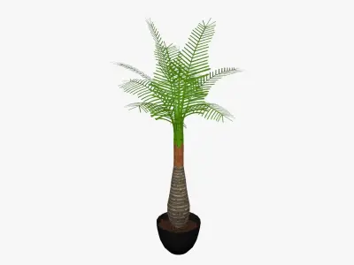 Palm tree plant 3D model