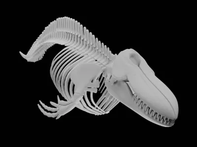 Killer Whale Orca Skeleton 3D Model Clean Topology  3D model