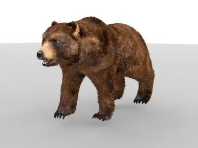 Middle-poly model Bear 3D model