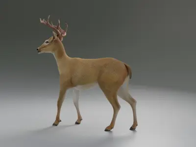 Deer realistic 3D model purchase