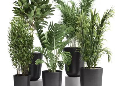 Indoor plant 24 Low-poly 3D model