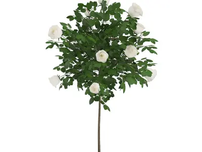 White Rose Tree 3D model