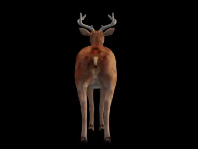 INDIAN DEER Low-poly 3D model