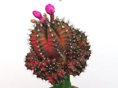 Little red cactus in a pod 3D model