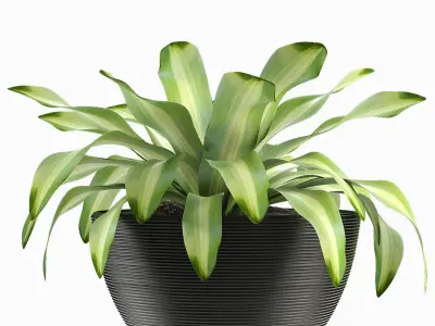 Collections Plants 4 3D model