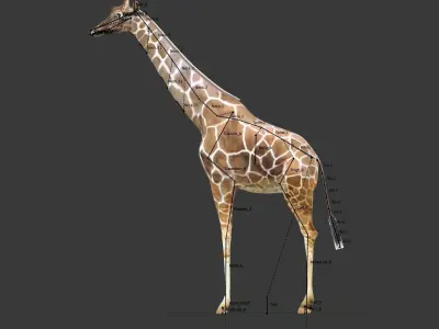 Giraffe with long legs Low-poly 3D model