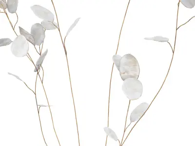 Dried Flowers From Branches Lunnik Lunaria in a vase 529 3D model