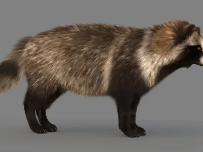 Realistic Raccoon Dog Tanuki Low-poly 3D model