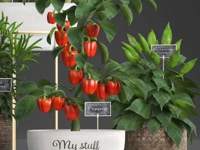 Decorative plants for the kitchen 388 peppers 3D model