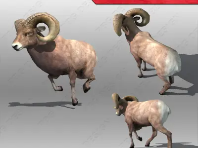 Ram Animated 3D model