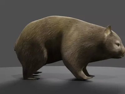 Common Wombat-Low Poly Animated  Low-poly 3D model