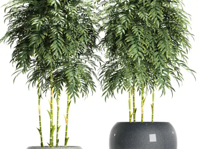 bamboo plant 3D model