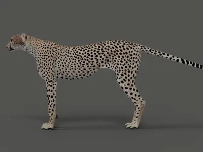 Cheetah Model 3D model