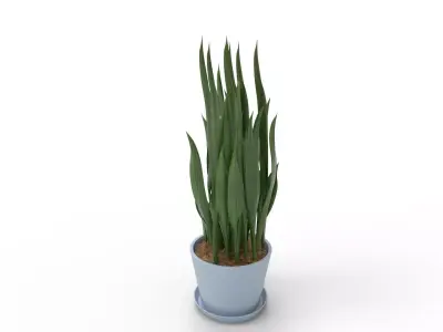 Sansevieria Aubrytniana Metallica  3D model