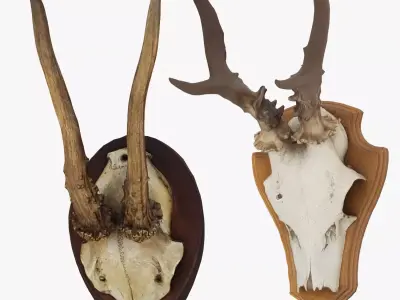 Deer Antler Collection 3D model