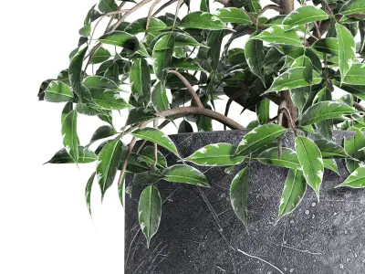 plant indoor 06 3D model