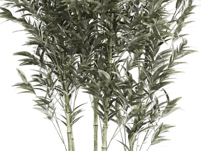 Beautiful Bamboo bush in flowerpots for decoration 1272 3D model
