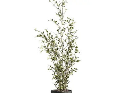 Plants Set 3D model purchase