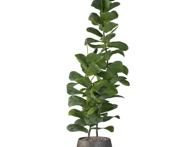 Ficus Lyrata in black pot 3D model