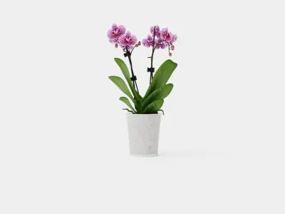 Phalaenopsis hybr 15 mini flower mix Low-poly 3D model