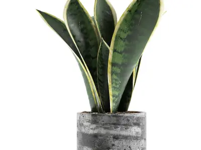 Plants Collection 111 3D model