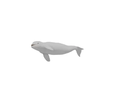 Beluga Whale Low-poly 3D model