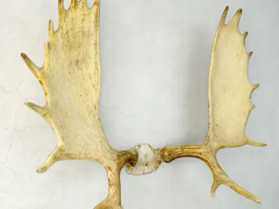 Moose Antler Rack Mount 3D model