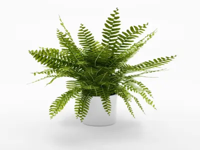 Collection-5 of House Plant 3D Models - 5 Models