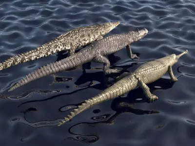 Crocodile Family In Water 3D model
