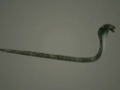 snake reptile snakes serpent python anaconda mamba cobra 3D model