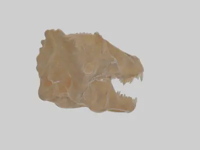 Cynodont Fossil Model mammallike reptile Low-poly 3D model