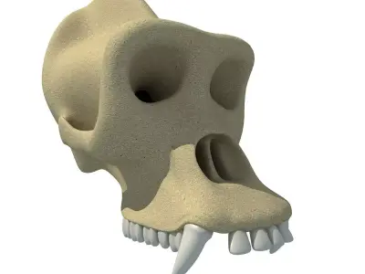 Gorilla Skull 3D model