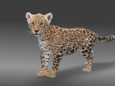 Young Jaguar Panthera Onca Rigged 3D model