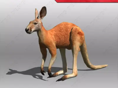 Kangaroo 3D model