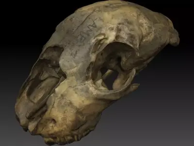 Lamb Skull Scan 3D model