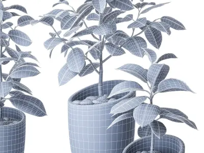 Ficus Elastica 3 3D model