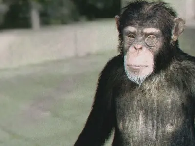 monkey chimpanzee on sidewalk 3D model