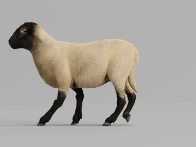 Suffolk Sheep Animal Low-poly 3D model