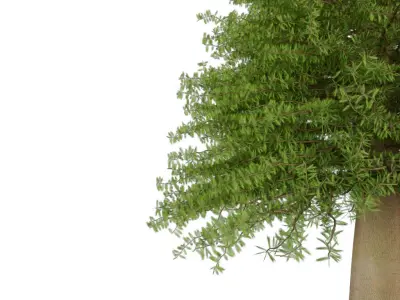 Pine Tree 3D model
