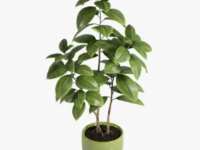 Plant Ficus 3D model