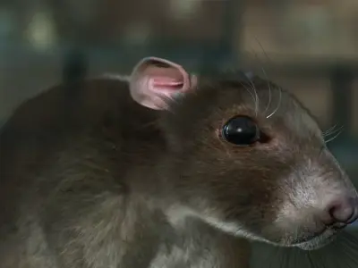 rat 3d model fur 3D model purchase